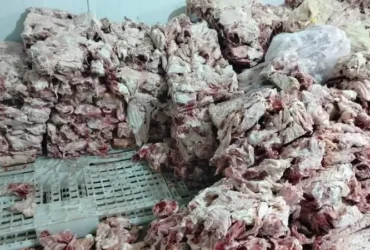 صدمة بين المصريين .. صور دواجن فاسدة في طريقها لبطون