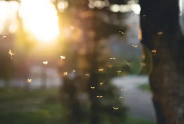 حالة تأهب بسبب فيروس قاتل ينقله البعوض في ماساتشوستس